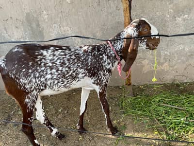 makhi cheena bakra fresh 2 dant