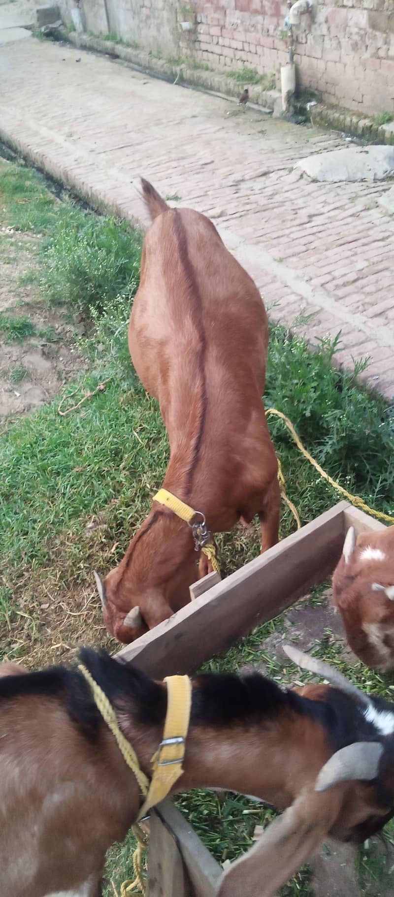 سستے بکرے قربانی کے لیے 4