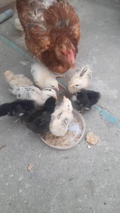 chick for sale
