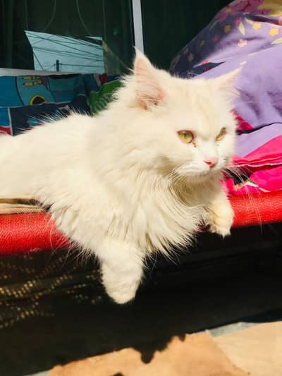 Persian female cat