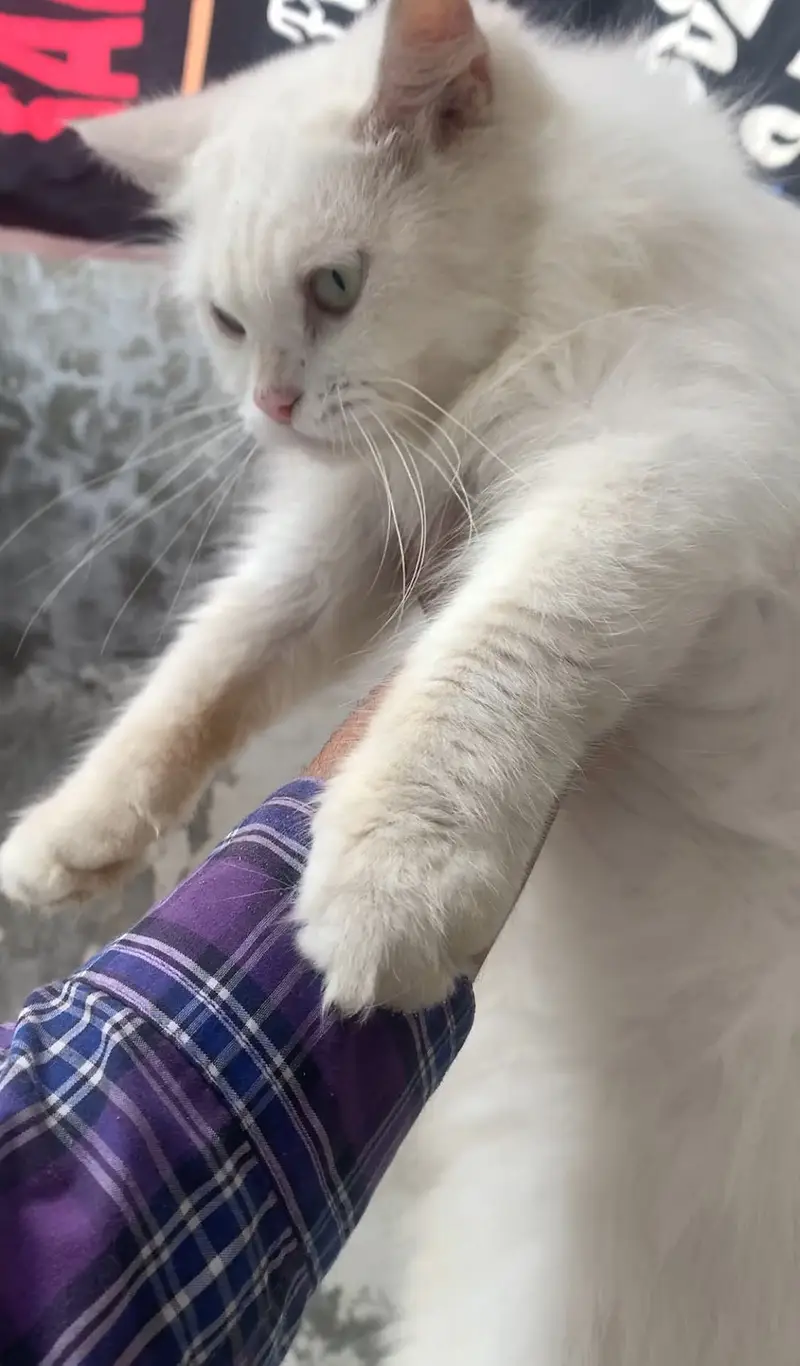 Persian female cat — photo 2