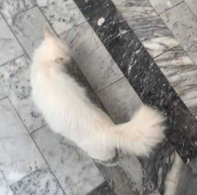 Persian female cat
