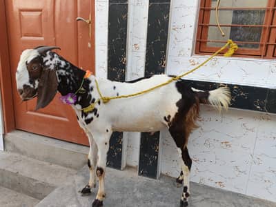 دوندا کھسی بکرا قربانی کے لیے فروخت