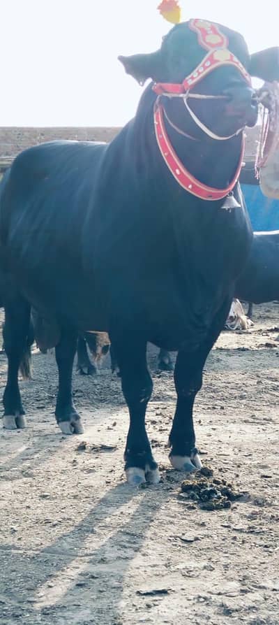 Heavy Black Bull for Sale – 893 KG Premium Qurbani Bull 