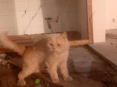 male cat for sale