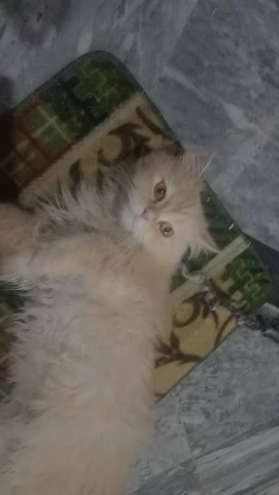 beautiful cat