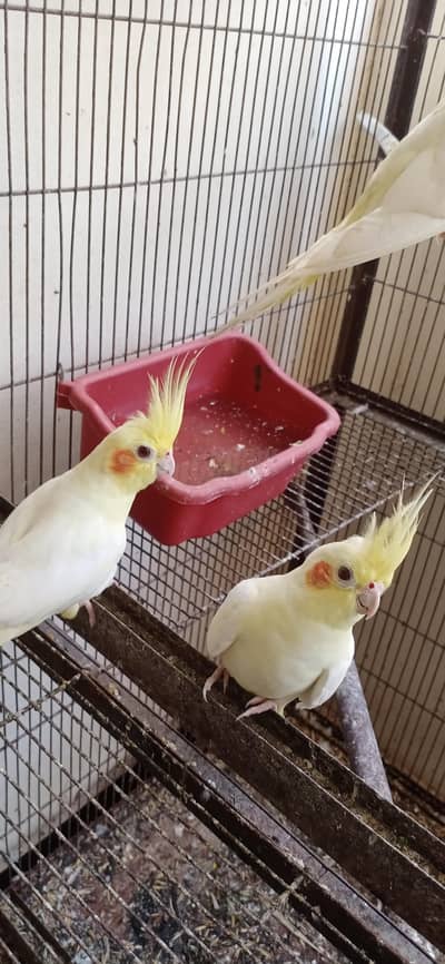 cockatiel 9pc