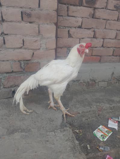 Paper white heera aseel best quality