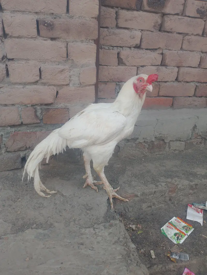 Paper white heera aseel best quality