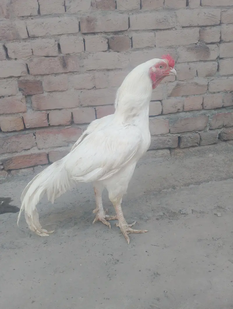 Paper white heera aseel best quality — photo 2