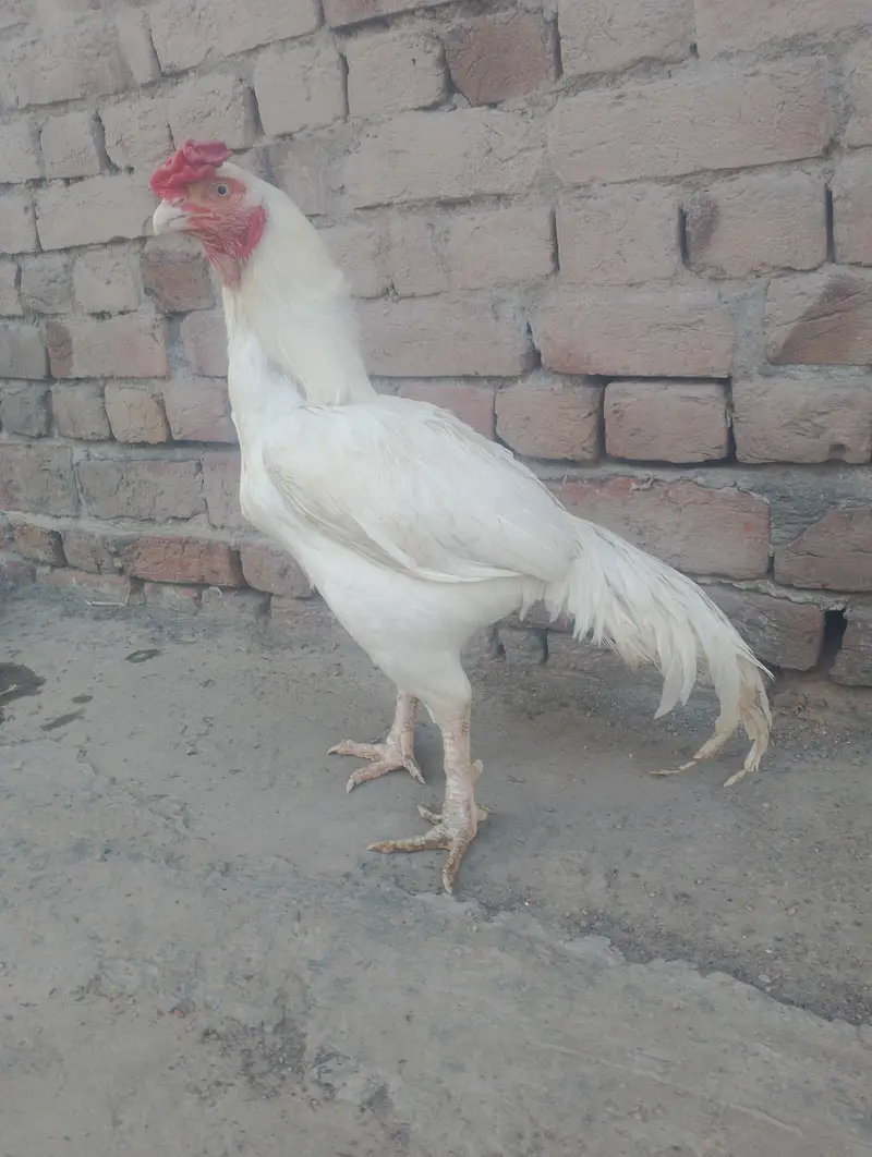 Paper white heera aseel best quality — photo 3