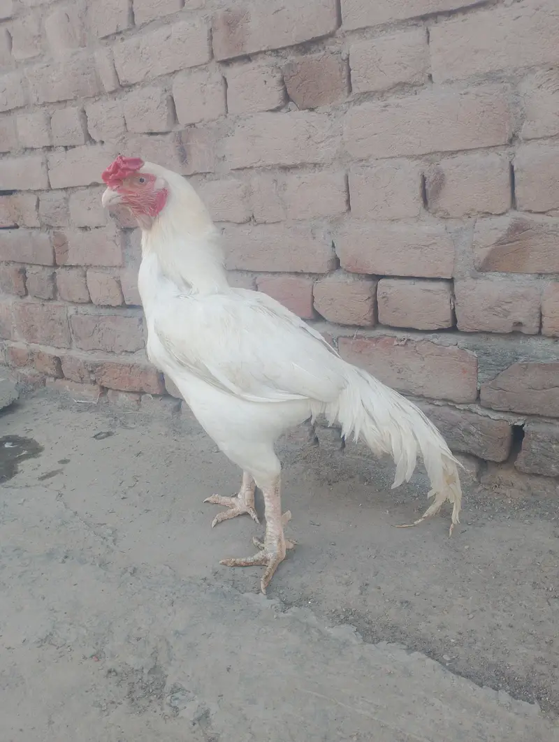 Paper white heera aseel best quality — photo 4