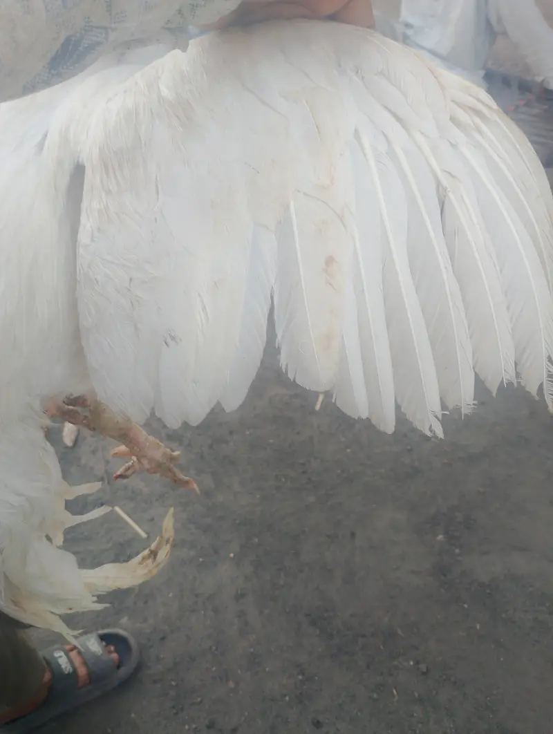 Paper white heera aseel best quality — photo 5