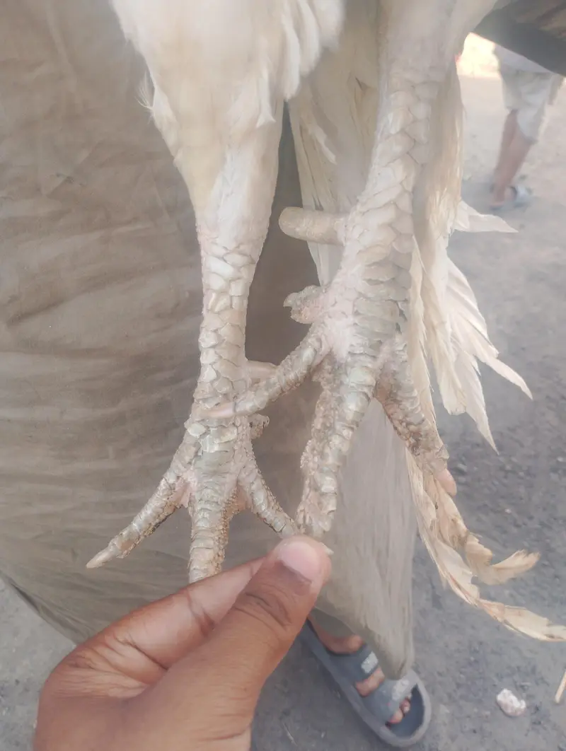 Paper white heera aseel best quality — photo 6