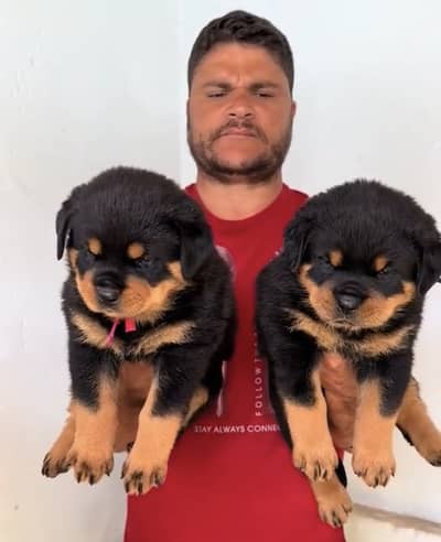 Rottweiler puppies 92@330*540*6115