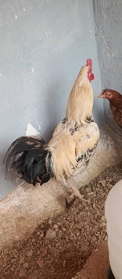 desi Golden murga