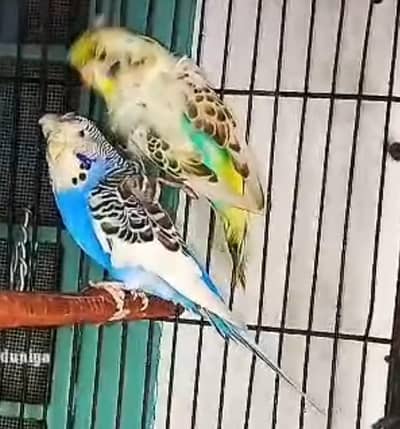 hogoromo budgies