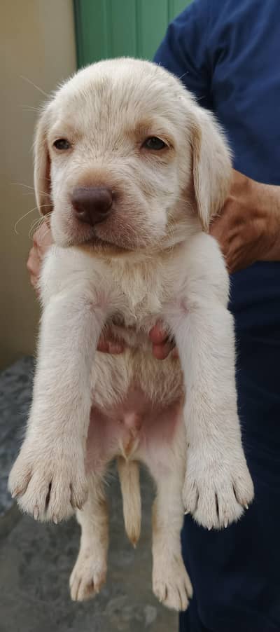 LABRADORS PUPPIES AVAILABLE FOR NEW HOME