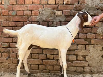 2 Dant bakry, Khassi Bakry, Full healthy & Active, Ghar k Paly hue