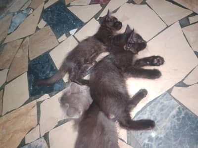 cute kitten . 4 babys