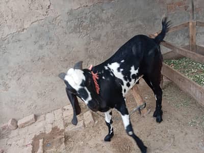 Healthy bakra . . . for Qurbanii