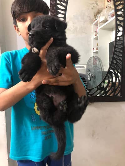 Black GSD puppy