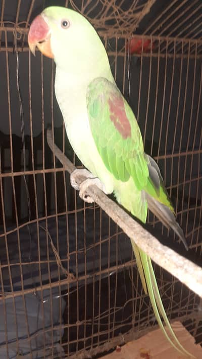 Talking raw parrot full size with 1 feet tail
