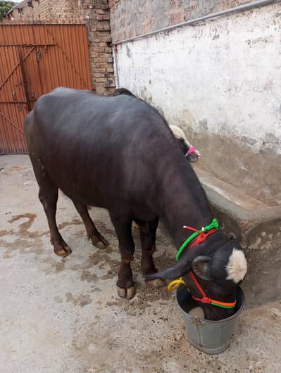 qurbani ka janwar  dondi  chhotii  contact 03158658222