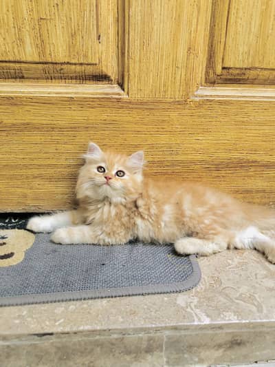 PERSIAN KITTENS HIGH QUALITY