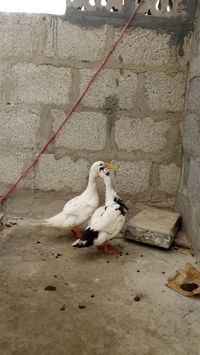 Duck pair