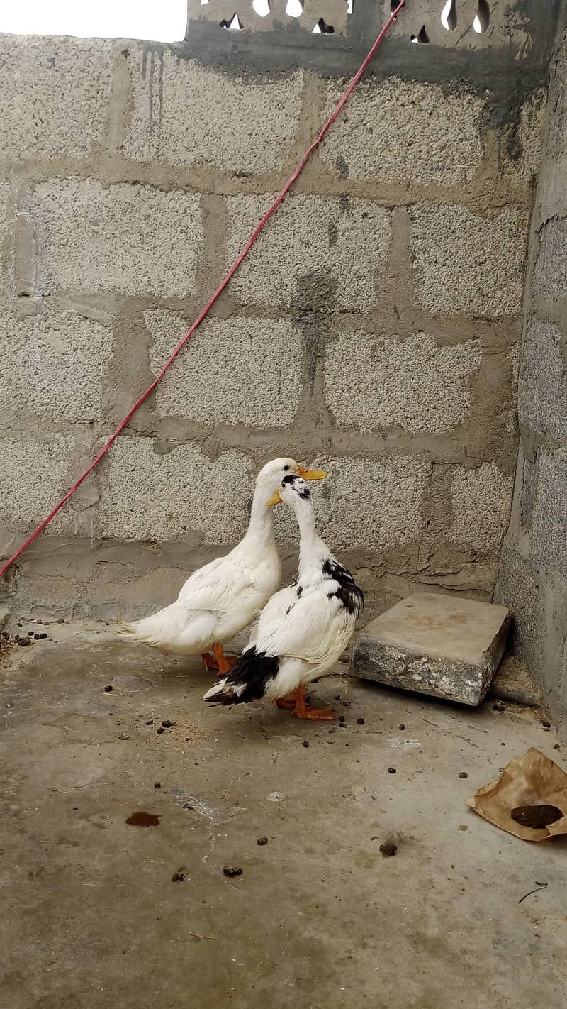 Duck pair 0