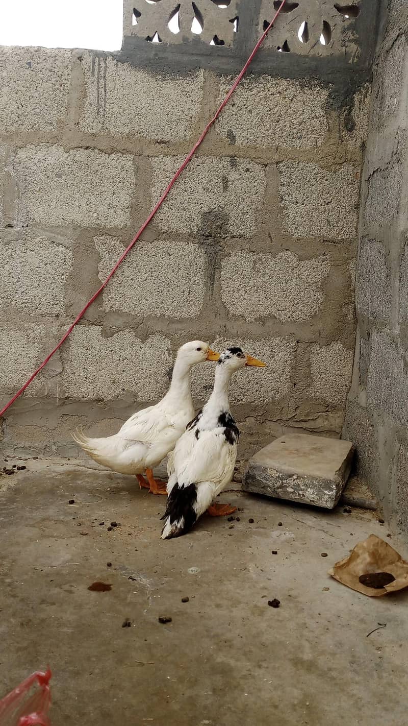 Duck pair 2