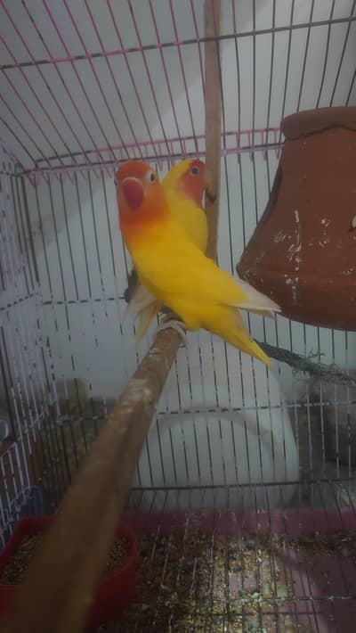love birds