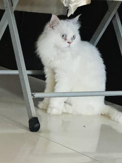 Persian cat
