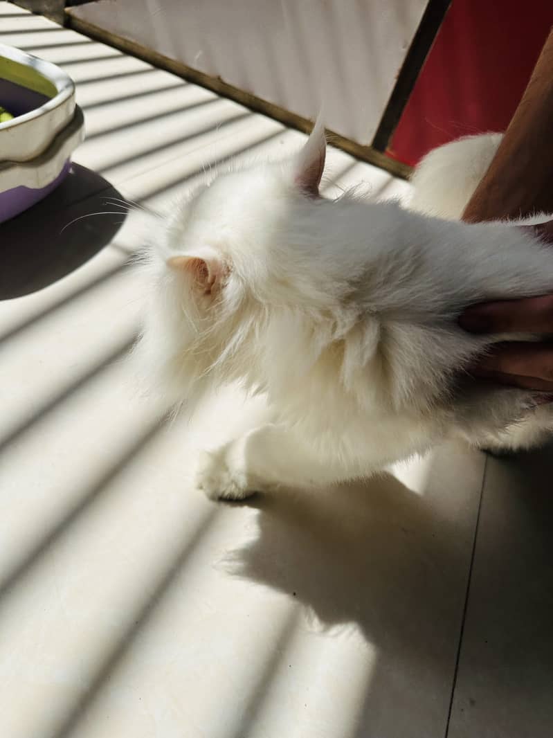 Persian cat 2