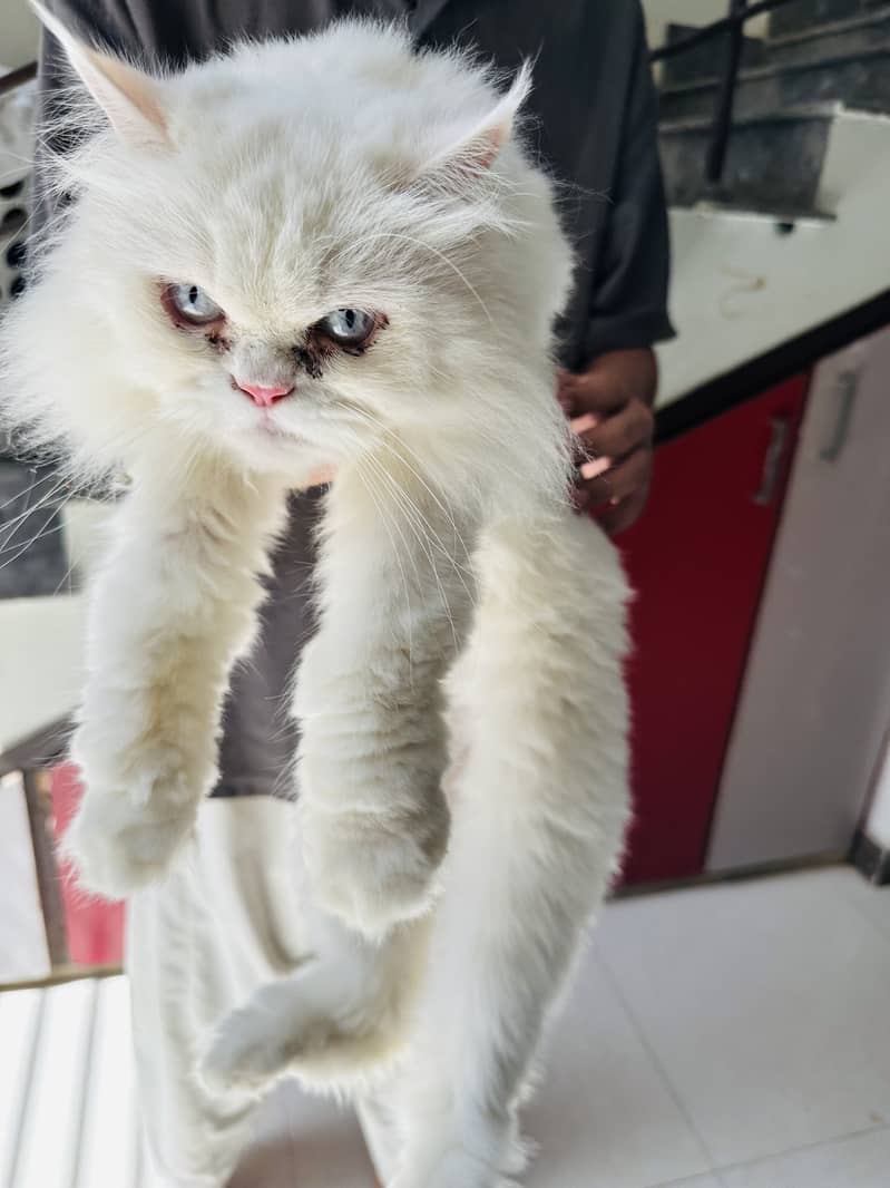 Persian cat 3