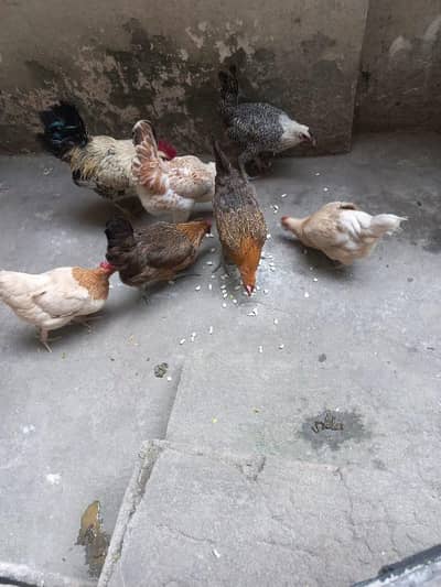 desi murgiya .