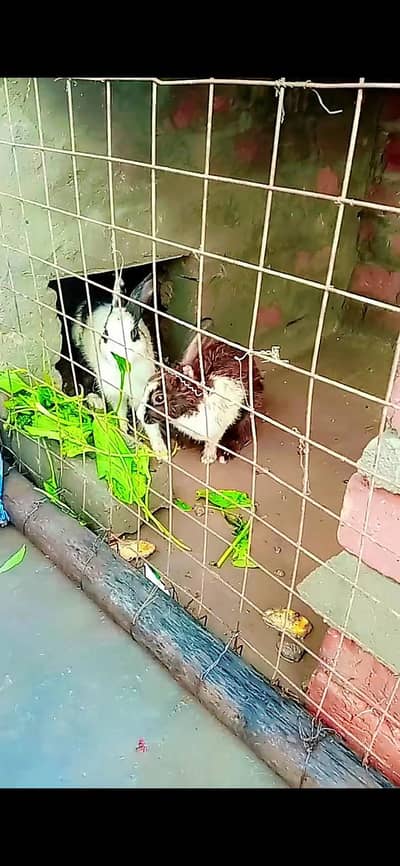 Healthy breeder pair for sale