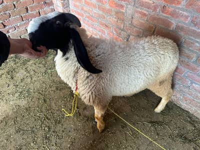 sheep chatra 2 dant h 2no