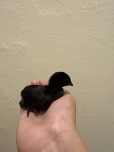 Ayam cemani : Astrolop : aseel chicks available