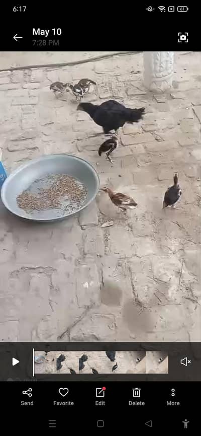 heavy bloodline aseel chicks available for sale read description
