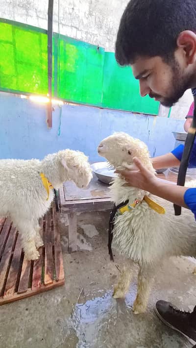 mundra billa for sale jora