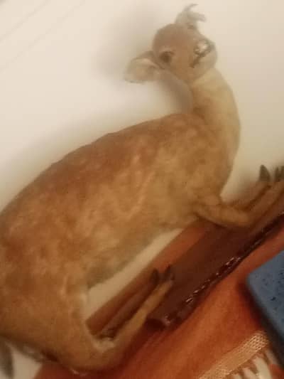 stuff deer