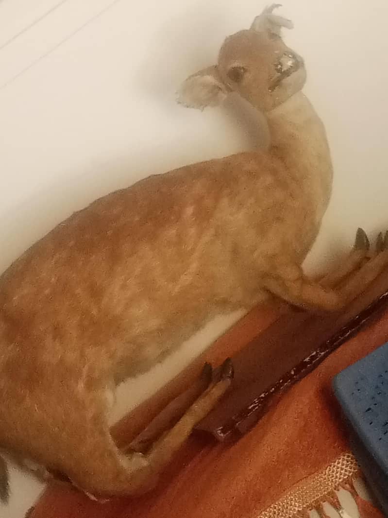 stuff deer 1