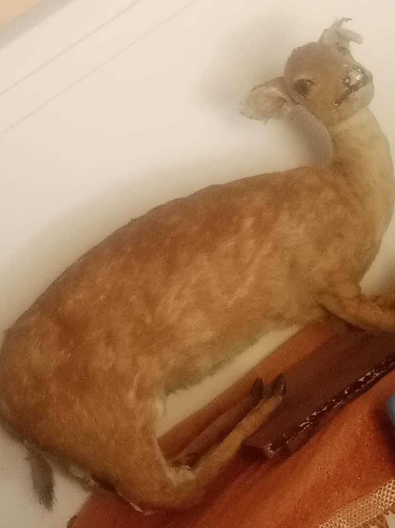 stuff deer 2