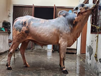 Wacha/ Bull/ Qurbani ka janwer for sale