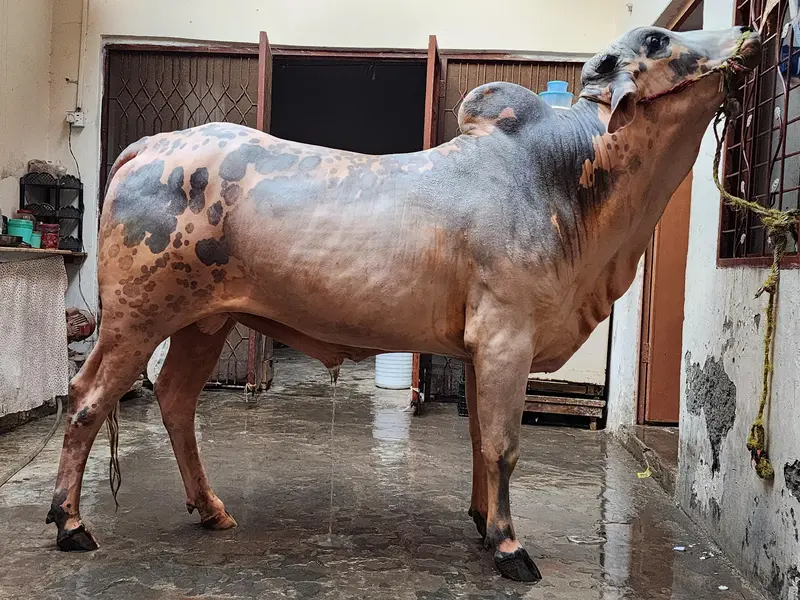 Wacha/ Bull/ for sale