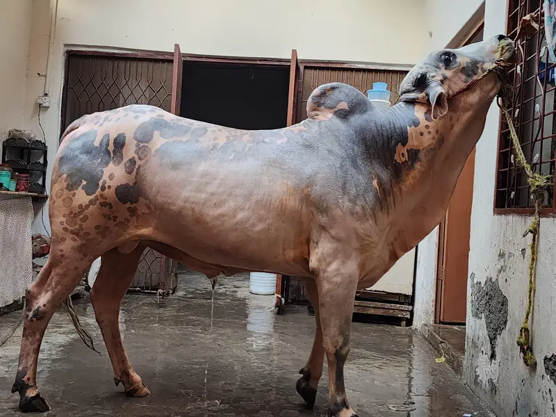 Wacha/ Bull/ for sale — photo 2