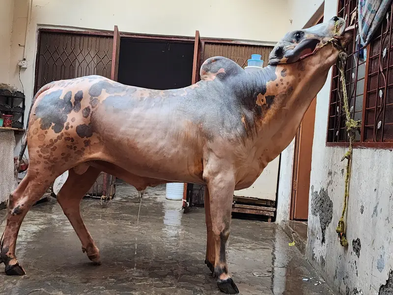 Wacha/ Bull/ for sale — photo 3