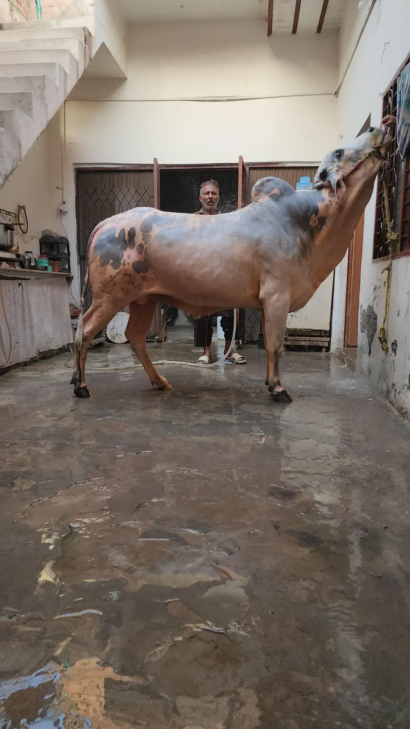 Wacha/ Bull/ for sale — photo 4